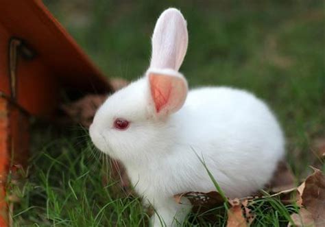 可爱动物小白兔高清摄影大图-千库网