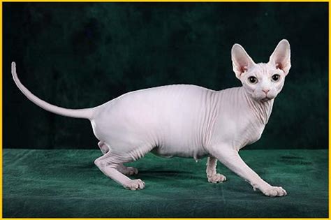 斯芬克斯猫(Sphynx)又称加拿大无毛猫体图片