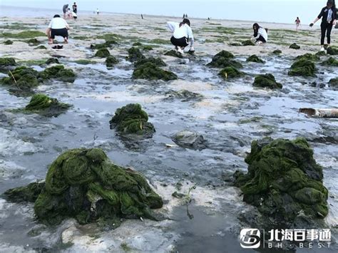 江苏连云港：清理浒苔 维护海岸清洁-人民图片网