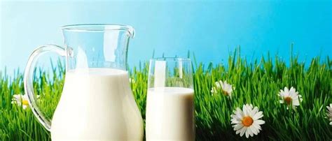牛奶和羊奶哪个好？谁的营养价值高？羊奶对人体的作用效果更加显著- 理财技巧_赢家财富网
