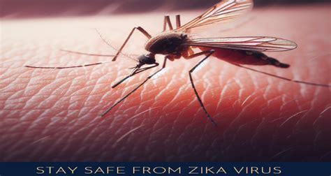 Zika Virus: What We Know | Mr. Mister Mosquito ControlMr. Mister ...