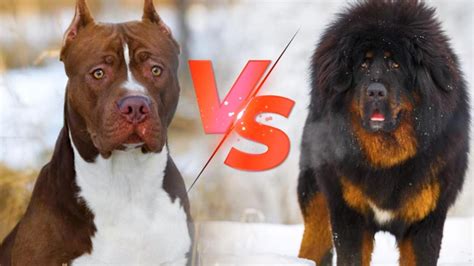 比特犬与藏獒打斗视频，谁才是世界最强犬种？网友：比特犬为战斗而生-宠物王