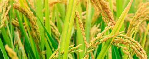 南方、北方水稻分别在几月丰收？两者差异的原因是什么 - 农敢网