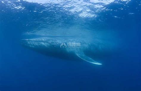 【图】蓝鲸到底有多大？ - 装修保障网