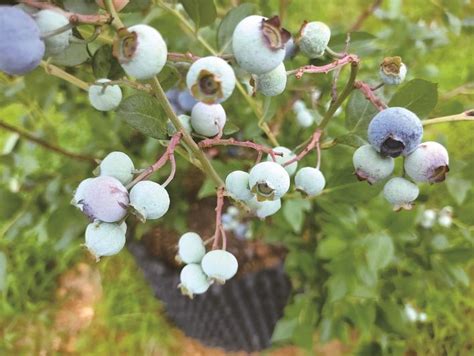 蓝莓栽培要什么条件？长沙蓝莓栽培技术案例分享|高丛|蓝莓|土壤_新浪新闻