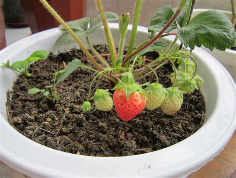 草莓种子的种植方法-百度经验
