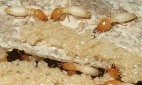 家庭的白蚁出现的原因有哪些，怎么防治？-上海帮庭环境科技有限公司