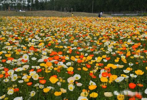虞美人-早春最美的花海品种-花卉百科-绿宝园林网