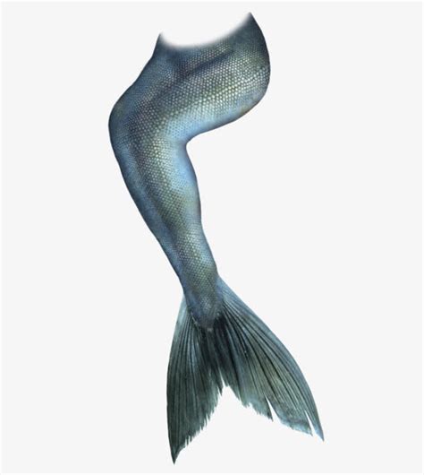 鱼的尾巴像什么 - 业百科