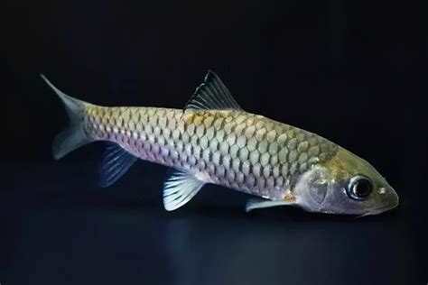 鱼的种类大全及名称 常见的鱼类有哪些_百科知识_学堂_齐家网