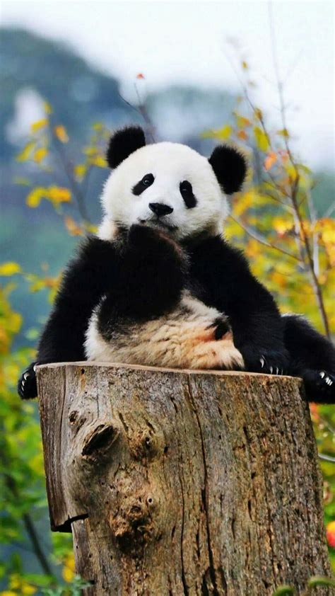 大熊猫图片可爱图片 大熊猫图片头像可爱_配图网