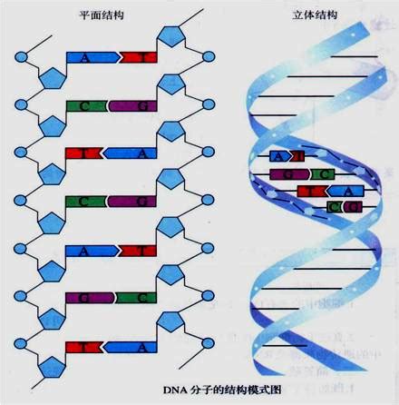 长链非编码RNA：从科研到临床-康成生物丨数谱生物