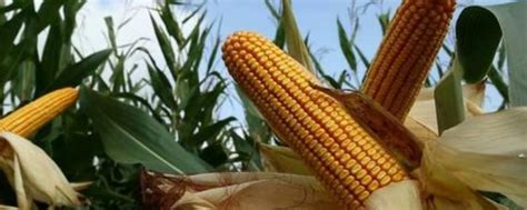 产量高、大棒型玉米新品种——2118、大棒玉米、2118玉米、玉米种-阿里巴巴