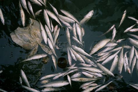 人类将环境彻底污染后，海中生物发生了变异，与铁桶融为一体的鱼