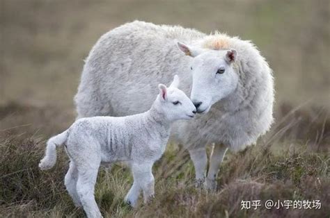 养好母羊必备攻略：繁殖母羊各阶段饲养管理要点！