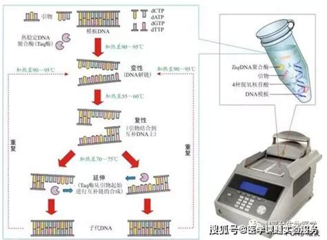 PCR 核酸检测试剂盒 | MedChemExpress-技术文章-MedChemExpress