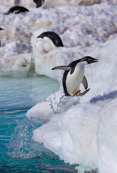 巴布亚企鹅在大自然中飞翔高清图片下载-正版图片505695890-摄图网