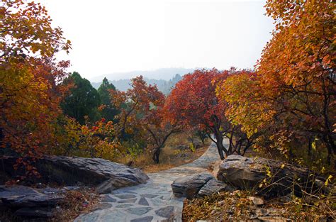 赏秋新去处—北京西山国家森林公园层林尽染