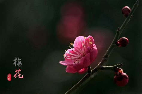 最美的一支梅花图片,最美的一枝梅花图片_大山谷图库