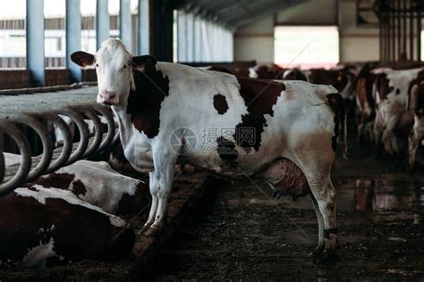 一头白棕色奶牛站在摊位上的全长肖像高清图片下载-正版图片503777777-摄图网