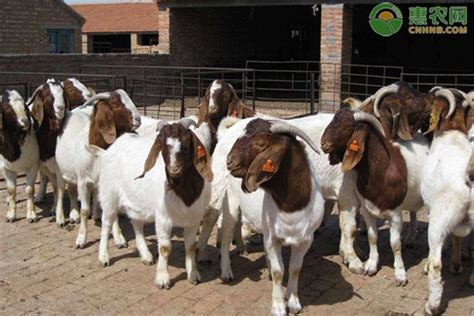 一群羊在农村的草地上以生物方式饲养高清图片下载-正版图片503223893-摄图网