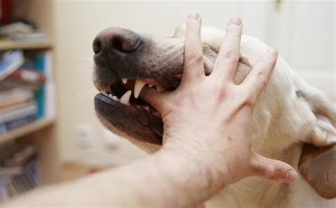 狗狗狂犬病有5种症状，如果超过三种，说明已经是狂犬病！_情况