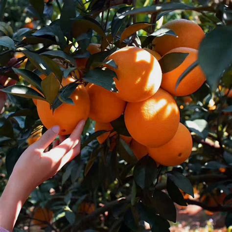 湘西这个村的脐橙挂在树上就有人买，价格还贵一倍，为什么？_湘西_湖南频道_红网
