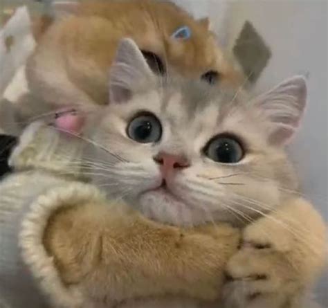非主流小猫情侣头像