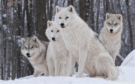 动物野生动物狼雪狼高清壁纸_图片编号13566-壁纸网