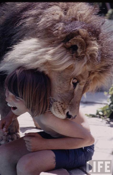 可爱狮子动物宠物家宠毛孩子野生动物素材图片免费下载-千库网