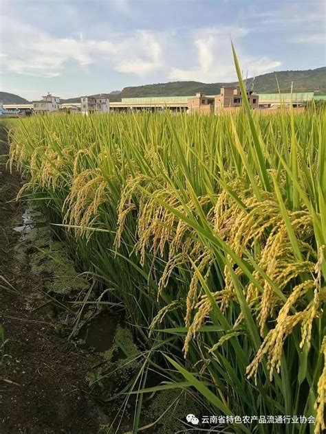中国力量 | 杂交水稻：用种子改变世界的“东方魔稻”_深圳新闻网