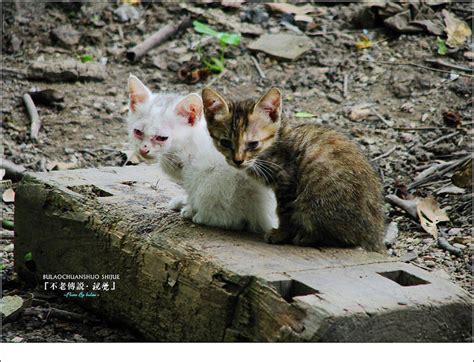 【可怜的猫摄影图片】林前岩生活摄影_不 老 传 说_太平洋电脑网摄影部落
