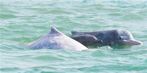 海豚妈妈收养了个鲸鱼宝宝当自己的娃养？海豚居然这么喜欢养别人的娃！