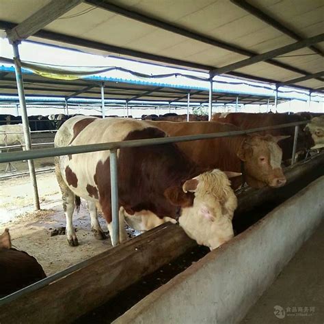 400斤西门塔尔肉牛价格 东北养牛基地出售 吉林省 阳光-食品商务网