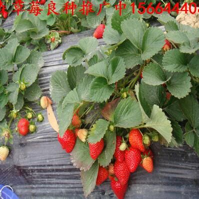 草莓苗种植方法 —【发财农业网】