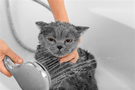 围观洗猫..|宠物/动物|摄影|Kidult猫 - 原创设计作品 - 站酷 (ZCOOL)