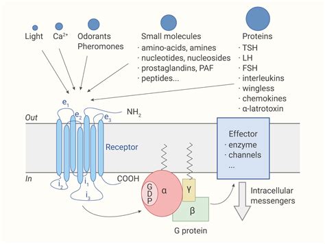 G 蛋白偶联受体与小分子化合物的相互作用 | MedChemExpress - 技术前沿 - 生物在线 Lab-on-Web