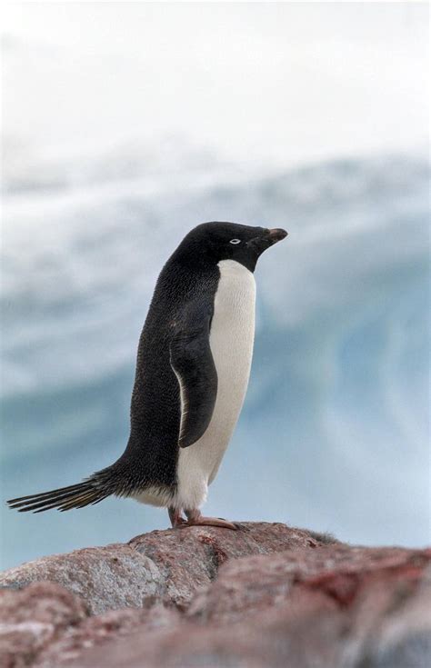 南极动物——企鹅篇_旅行百科_行之悦旅行|旅行改变视野