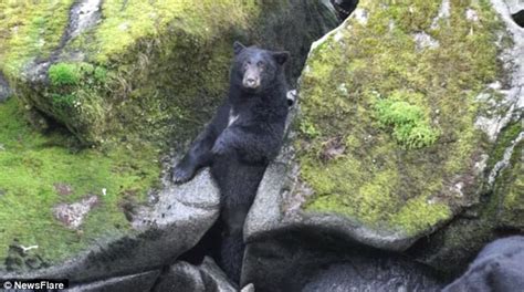 德国游客在美国大南溪游玩时发现一只为抓鱼卡在岩石中间的大黑熊 - 神秘的地球 科学|自然|地理|探索