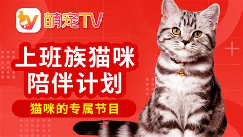 猫咪专属电视节目CATTV来了