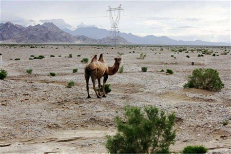 只喝咸水生活也能生存？大漠戈壁深处的奇特生物——野骆驼 | 多彩生命- 中国生物多样性保护与绿色发展基金会