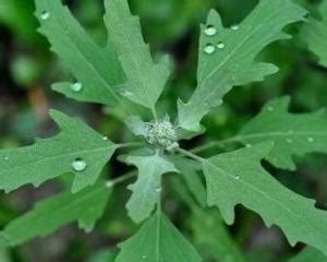 灰菜图片