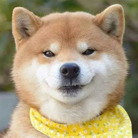 沙雕狗头像图片