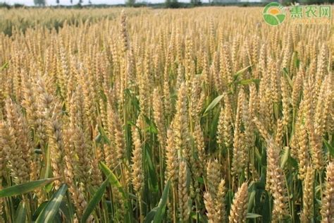 小麦每亩地产量多少斤？ - 农业种植网