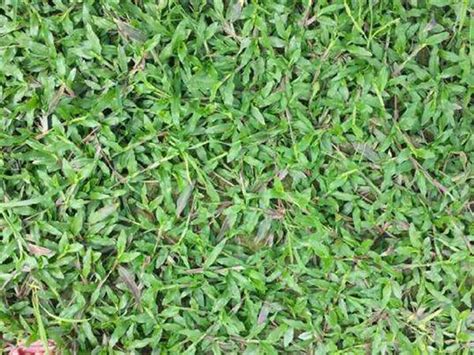 大叶油草种子的种植方法-绿宝园林网