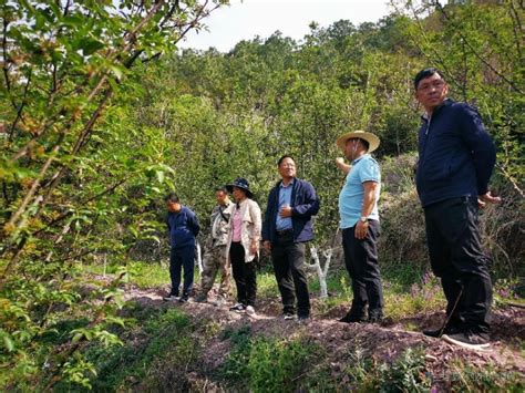 兰坪县新生桥国家森林公园建设稳步推进 - 中国自然保护区生物标本资源共享平台