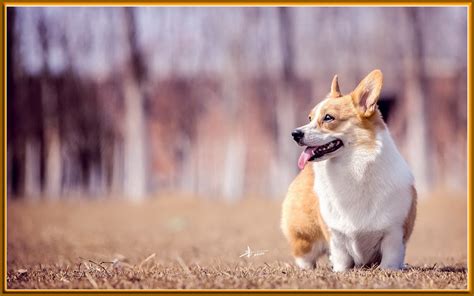 柯基犬图片-柯基犬图片大全-柯基犬高清图集-宠物王