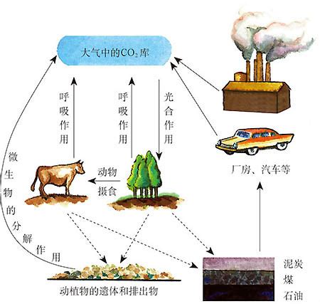 森林碳储量和碳汇如何监测？ - 知乎
