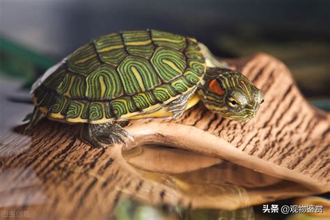 乌龟的资料介绍（乌龟有着不同的形象和意义，乌龟的外形特点和生活特征） | 说明书网