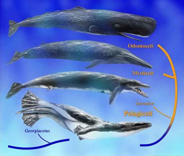 鲸的祖先是什么样子的？ - 知乎